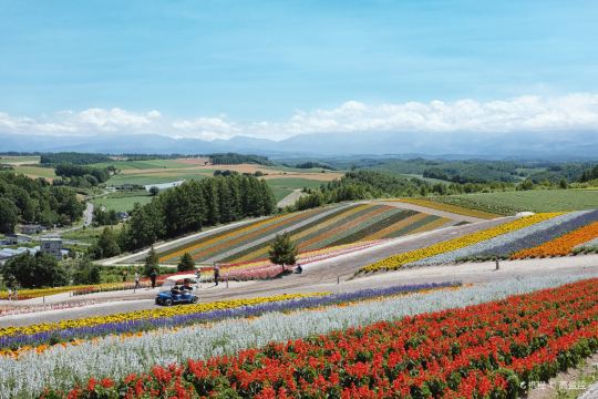 北海道美瑛町富良野一日游青池白须瀑布富田农场四季彩之丘1天游