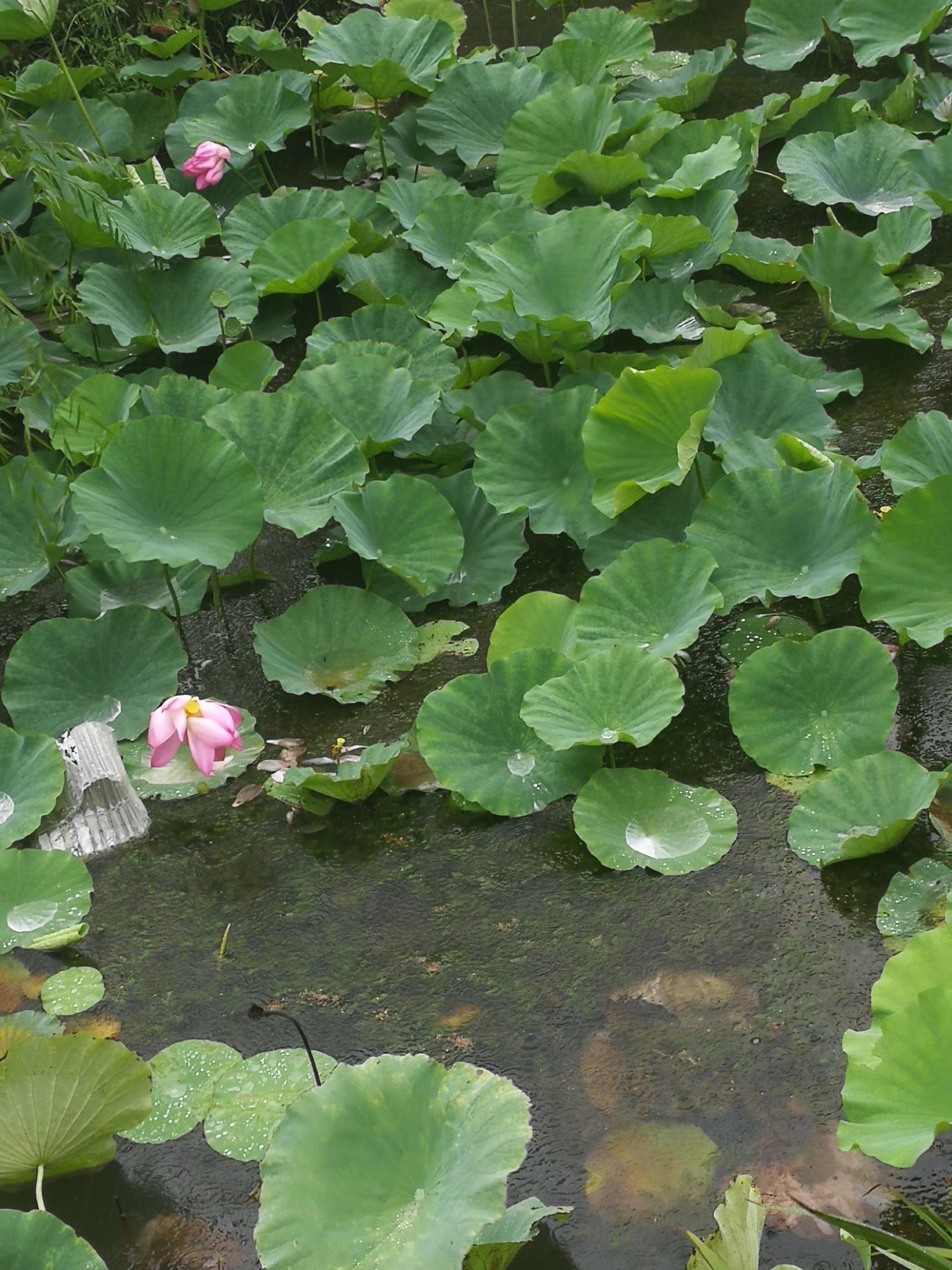 曲阜蓼河公园