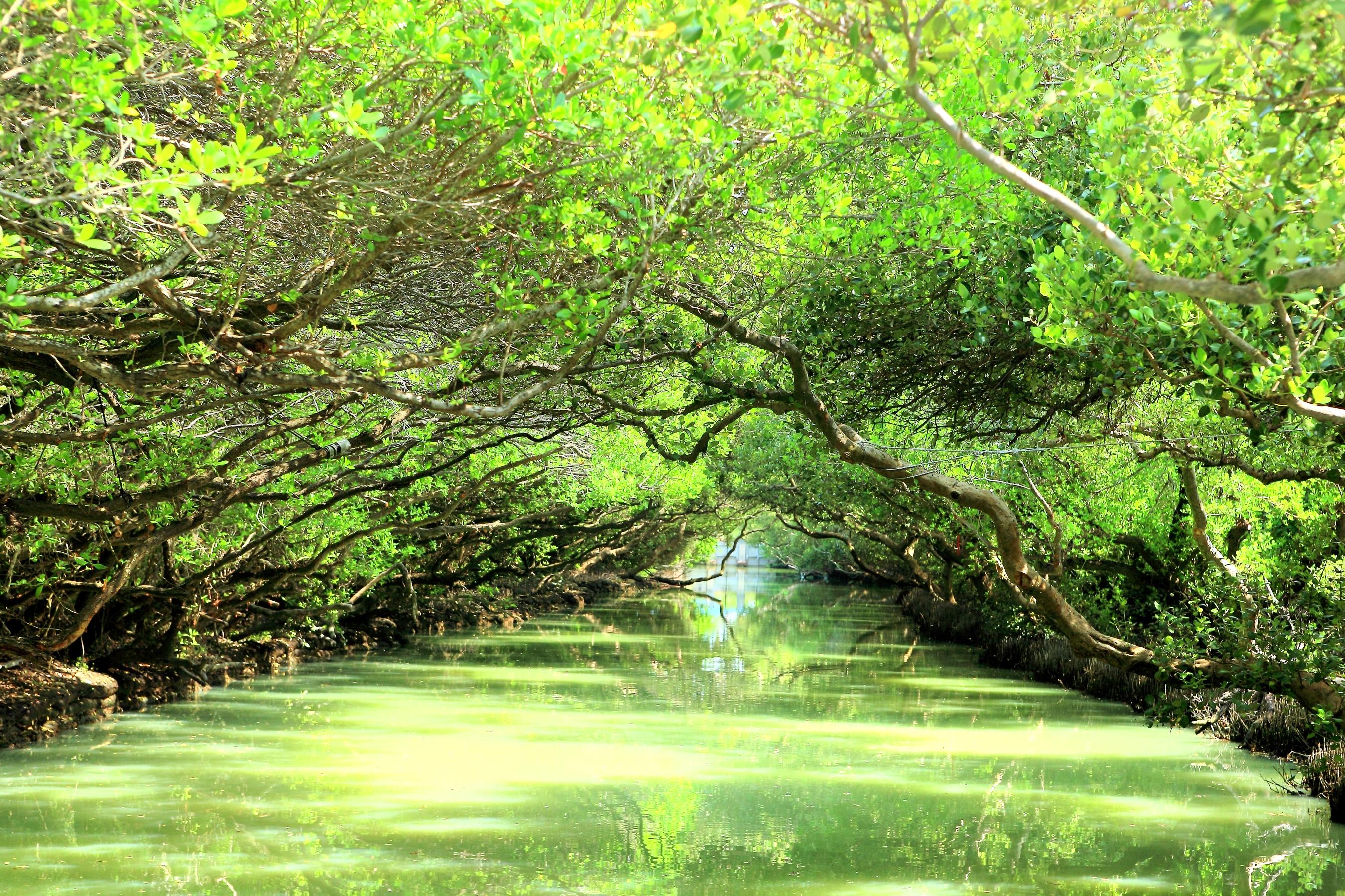 四草湿地保护区