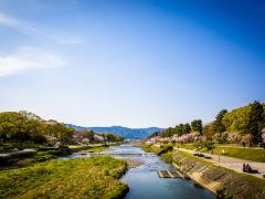 只为樱花而来,日本关西3城寻樱6日游