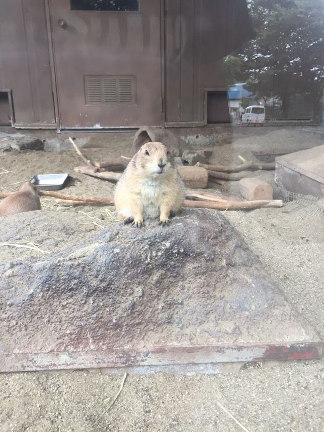 仙台八木山动物公园游玩攻略简介 仙台八木山动物公园门票 地址 图片 开放时间 照片 门票价格 携程攻略