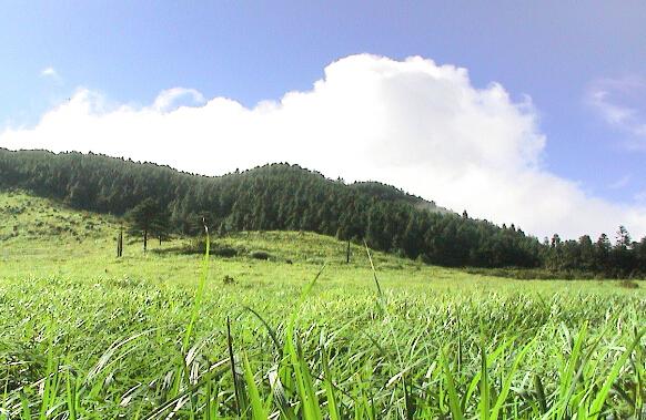 高山草甸