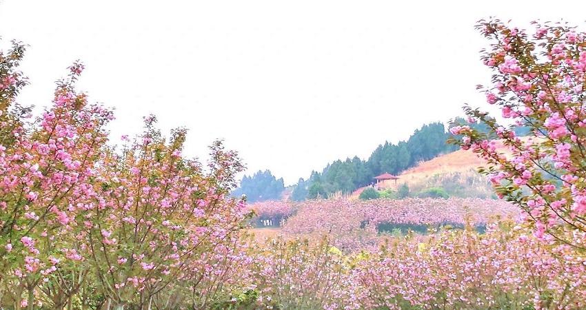 花熳天下景区