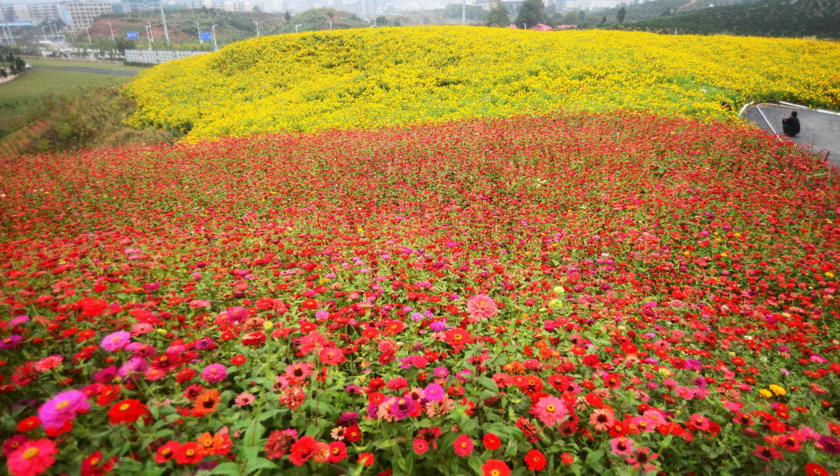 湖南长鹿花海广场