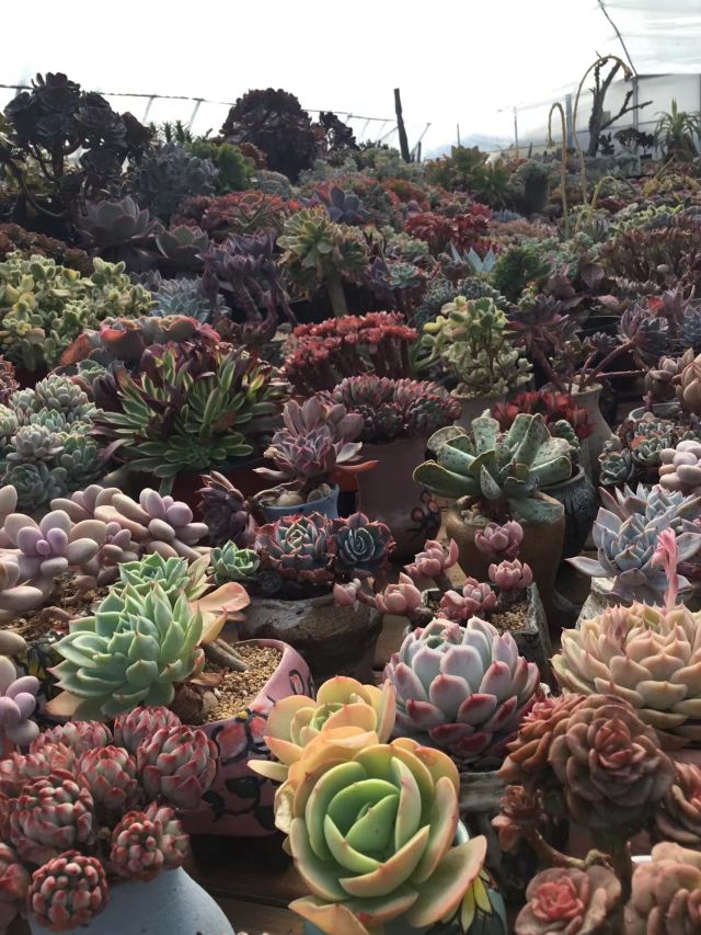 上海景天阁多肉植物大棚攻略 上海景天阁多肉植物大棚门票 游玩攻略 地址 图片 门票价格 携程攻略