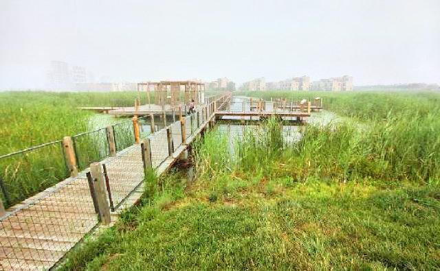 东丽湖三期湿地公园