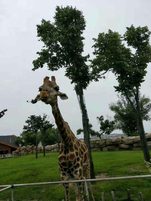 齊齊哈爾龍沙動植物園攻略,齊齊哈爾龍沙動植物園門票/遊玩攻略/地址