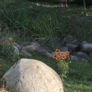 台中薰衣草森林游玩攻略简介 台中薰衣草森林门票 地址 图片 开放时间 照片 门票价格 携程攻略