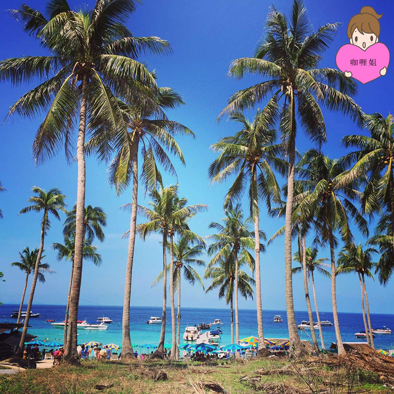            阳光,椰树,心情倍儿爽
