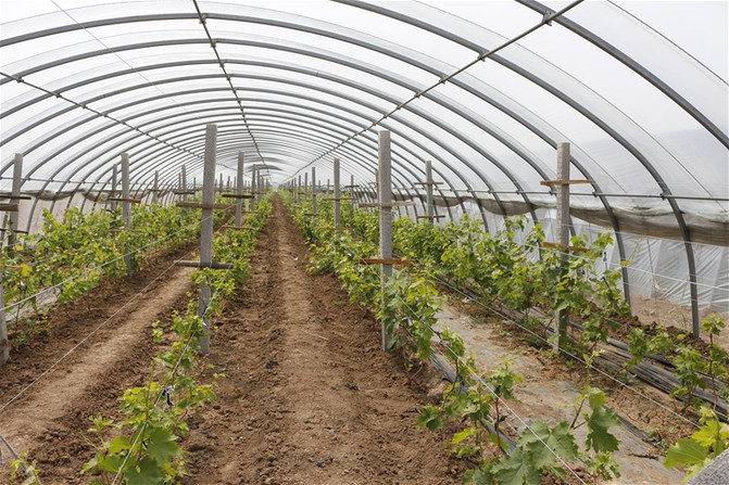 [原创]青县"博森庄园"采摘园.河北20.