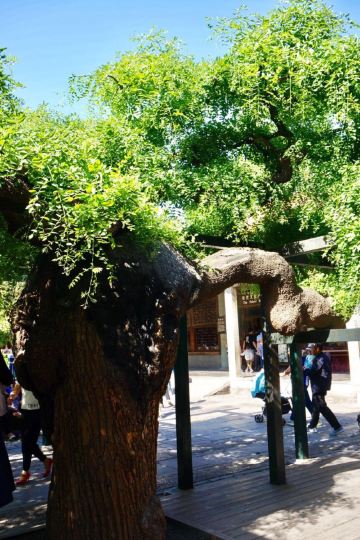 龙爪槐很是常见,而且造型都很美,有的像巨伞,有的像舞者.