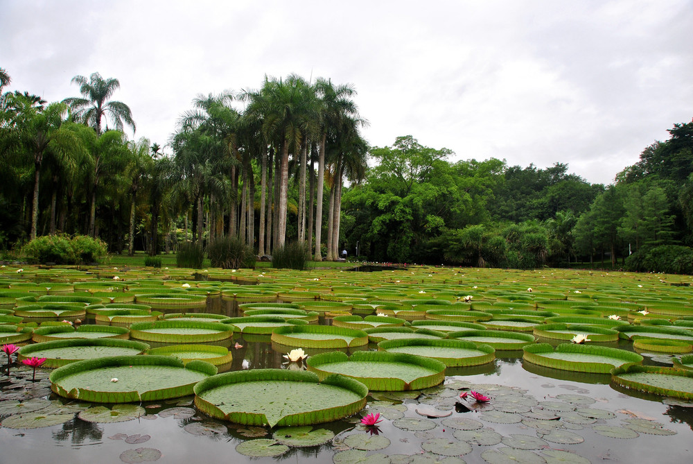 西雙版納之——勐侖熱帶植物園獵奇