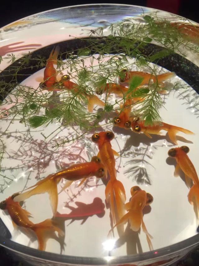 日本桥三井会馆