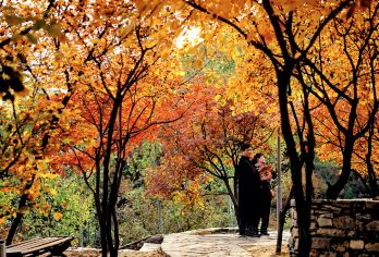坡峰岭+泗马沟（药王谷）一日游【国家地理推荐超棒红叶观赏地】【[红叶观赏区]坡峰岭枫叶 看万山红遍 层林尽染 红叶似火】