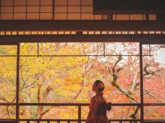 9日东京+箱根+京都·霓虹赏枫+富士温泉+风味料理