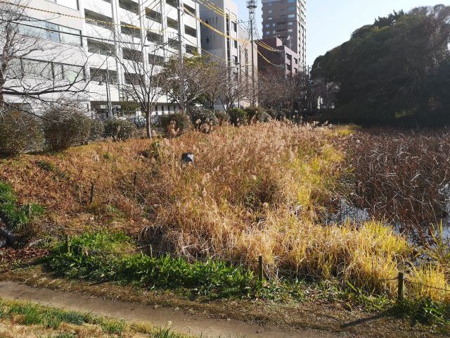 福冈福冈城游玩攻略简介 福冈福冈城门票 地址 图片 开放时间 照片 门票价格 携程攻略