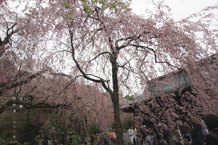 春游日记,当樱花遇上满开