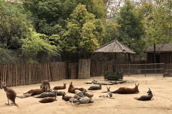 鄭州市動物園