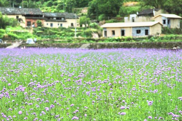 石浦花海