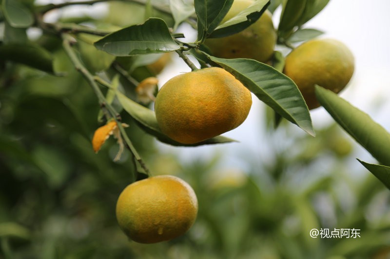 游城固赏美丽乡村风光 漫山桔子成最靓风景线