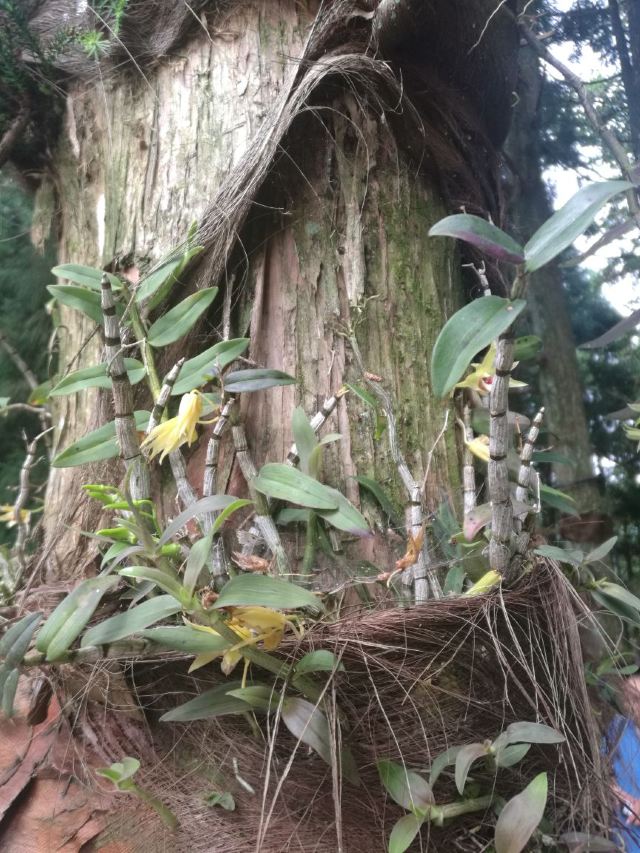红军挑粮歇息处