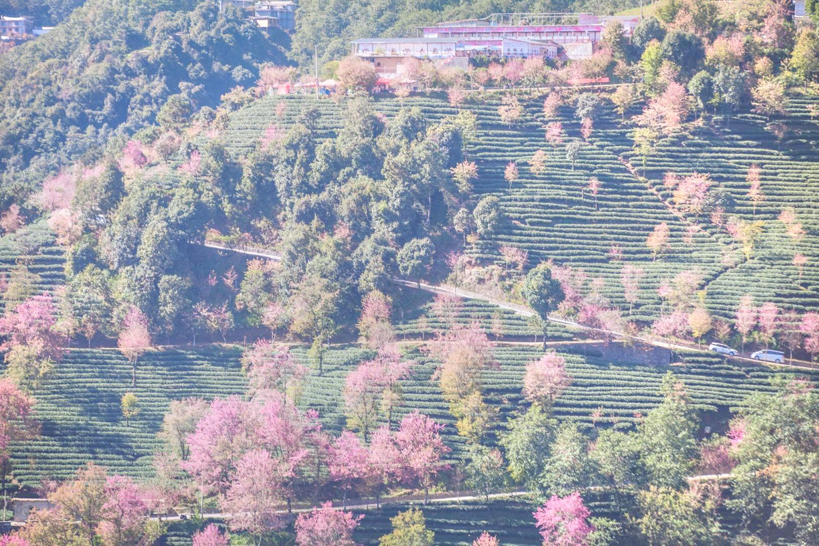 无量山樱花谷