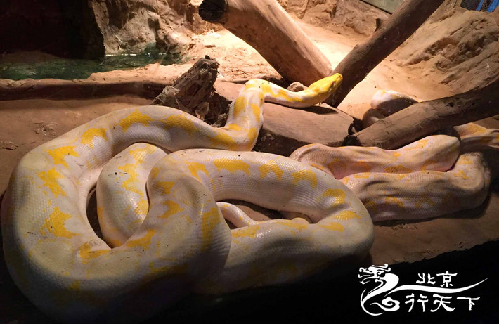 2016寒假北京六天五夜亲子自由行 - 北京游记