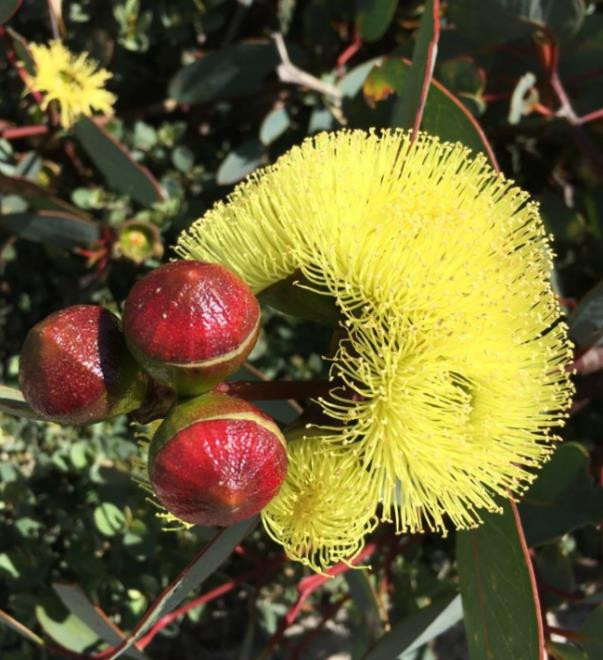 红色的山龙眼(banksia 十分罕见