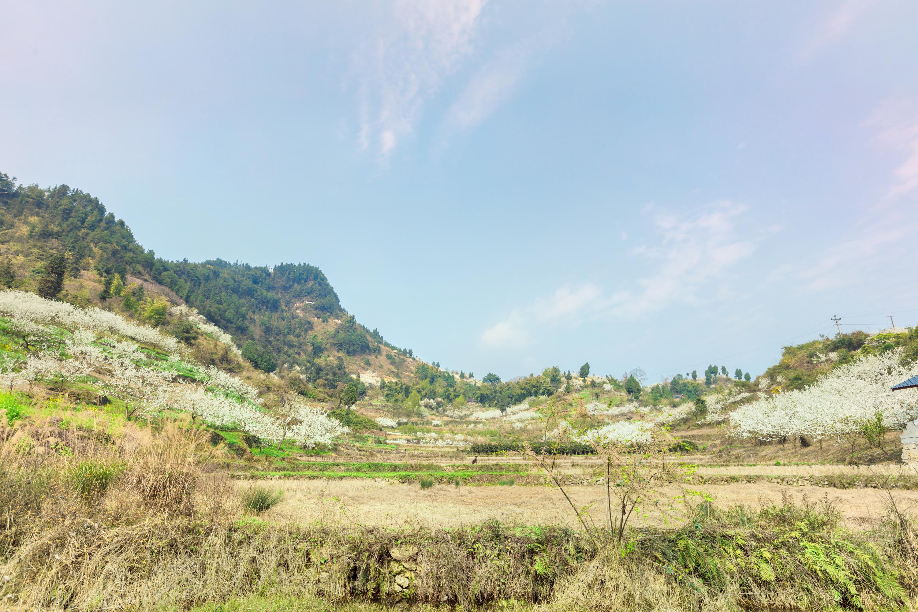 渝北印盒李花生态旅游区