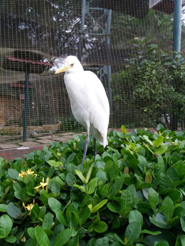 吉隆坡飞禽公园