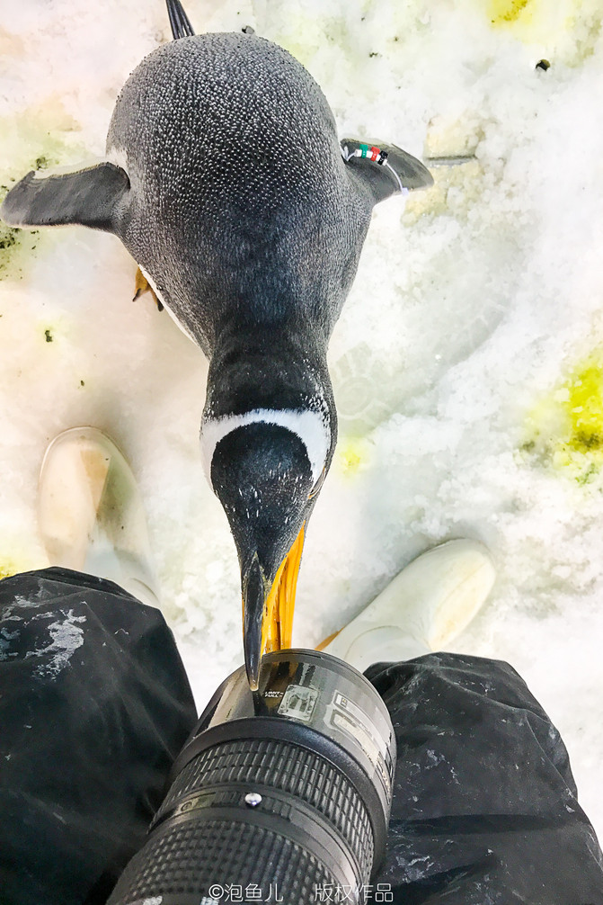 一生只爱你一个的南极企鹅恋爱了,走,到大连圣