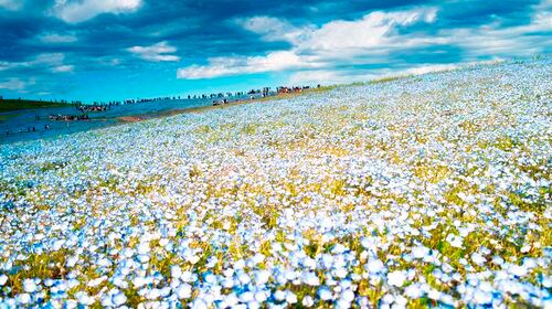 国营常陆海滨公园 足利花卉公园 日本东京都一日游 粉蝶花海紫藤花点灯英文服务 季节特色限定 线路推荐 携程玩乐