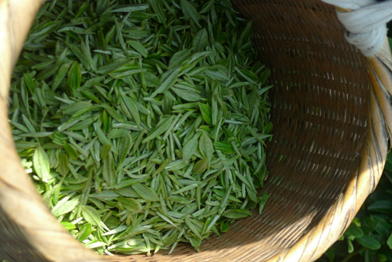 贵州高原茶叶自驾之旅