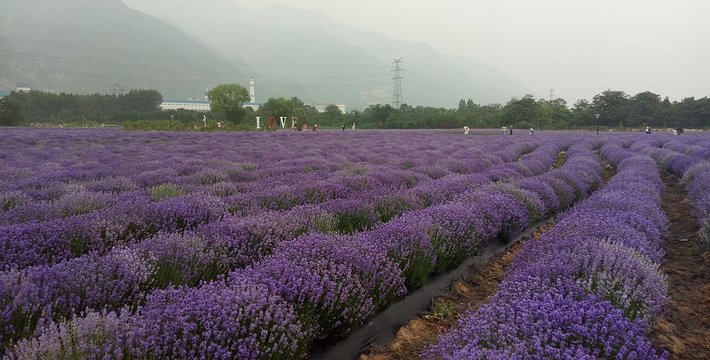 紫韵花海薰衣草庄园