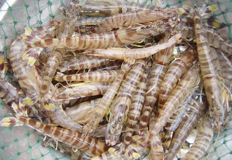 比较大的虾叫什么名字 100k0x000000lbqaxC442_R_800_10000_Q90.jpg