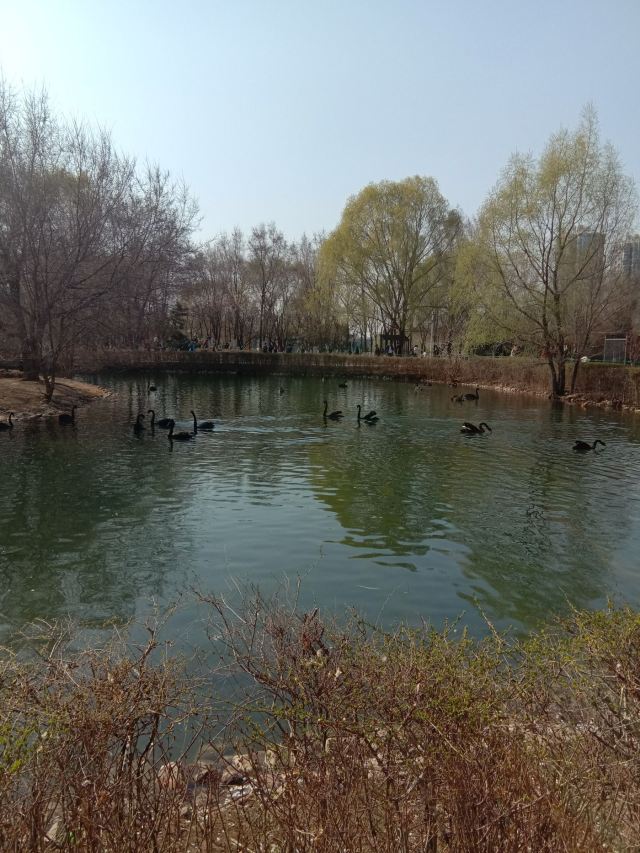 瀋陽長白島森林公園攻略,瀋陽長白島森林公園門票/遊玩攻略/地址/圖片