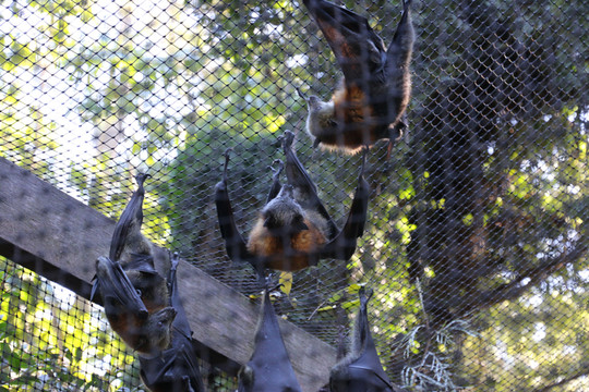 果蝠(或名狐蝠,flying fox,一种大型食果蝙蝠) 第一眼看到它们的体型