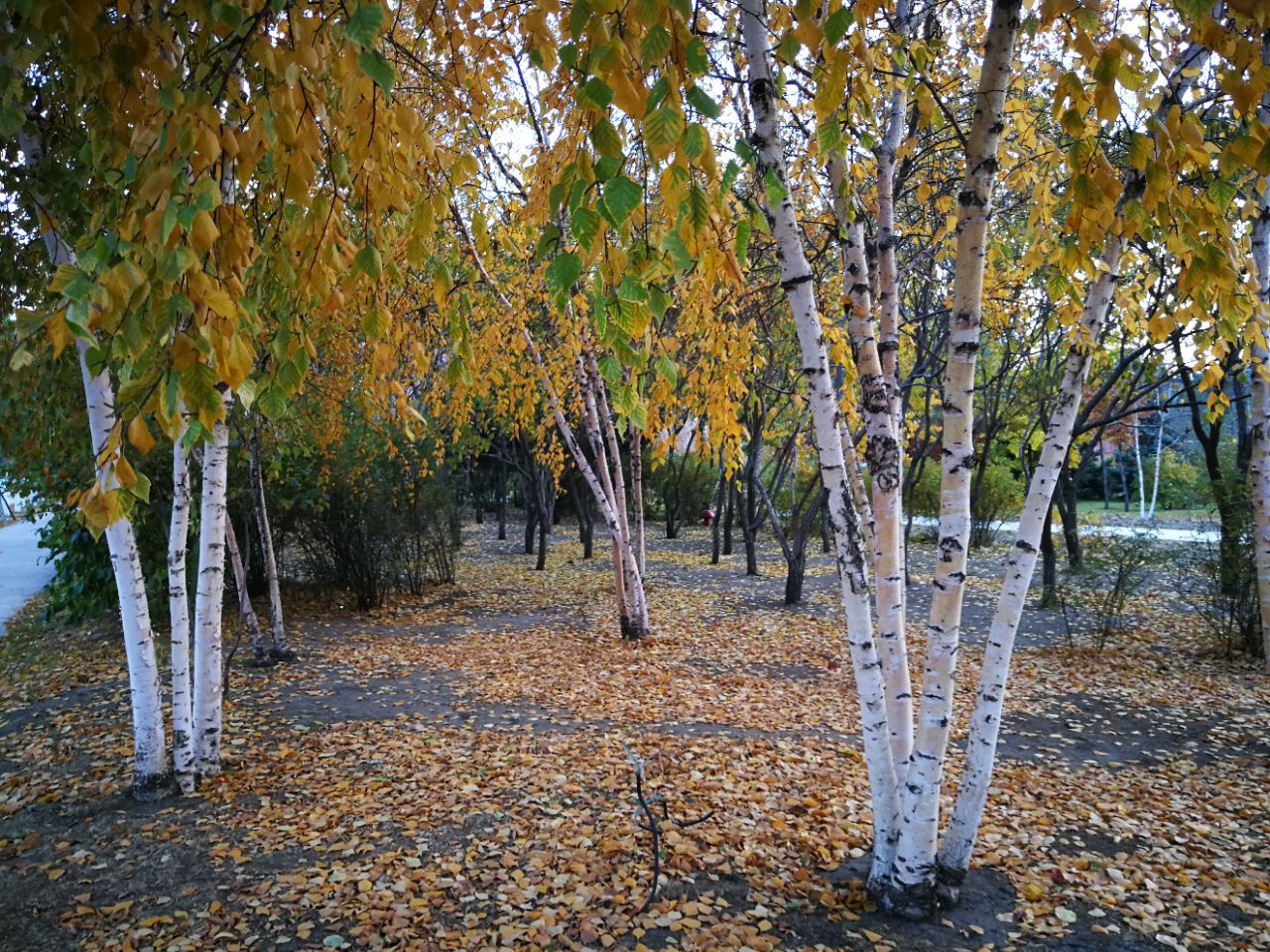 金河旅游公园