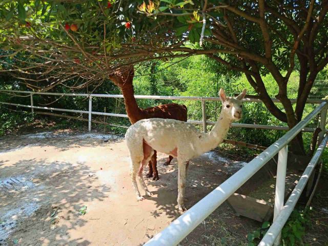 嵊州虎居动物园