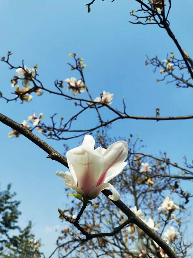 成都成都錦城公園攻略,成都成都錦城公園門票/遊玩攻略/地址/圖片