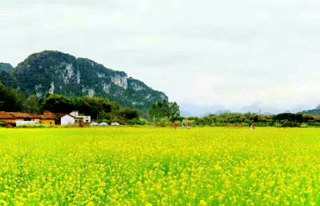 唐家湾油菜花田