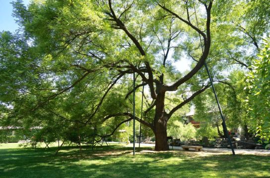 大邦之美树,京城12处名槐古木