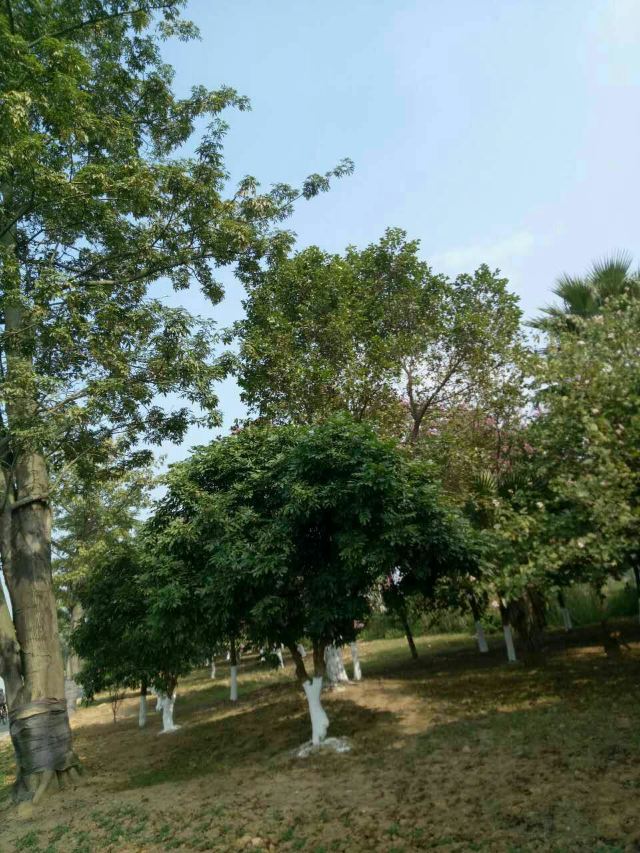松湖蝶恋生态园