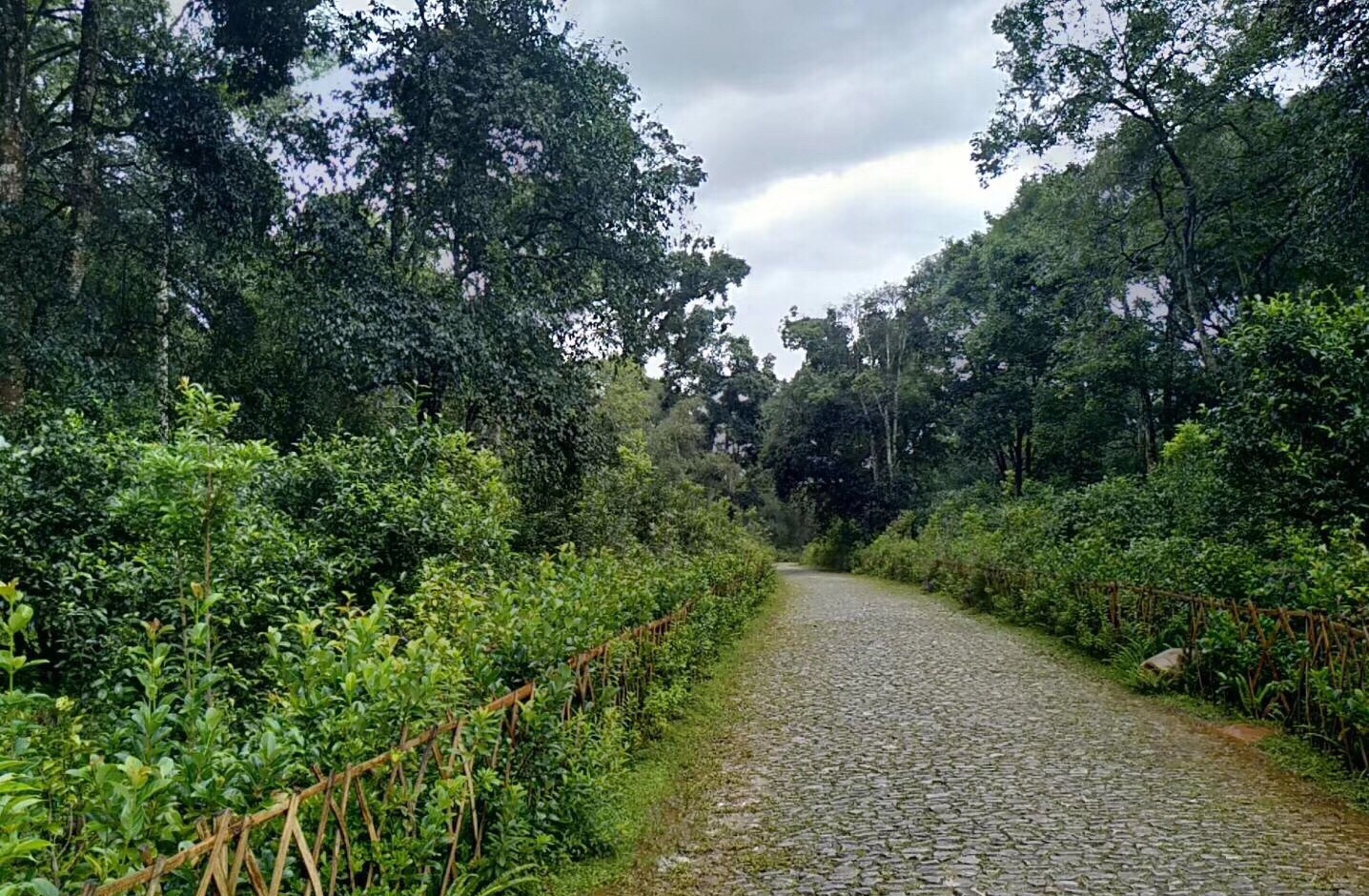 普洱澜沧县景迈芒景景区