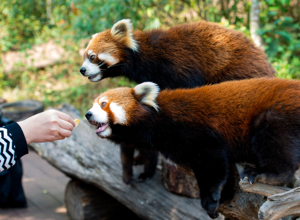 小熊猫平日栖居于大的树洞,石洞和岩石缝中.