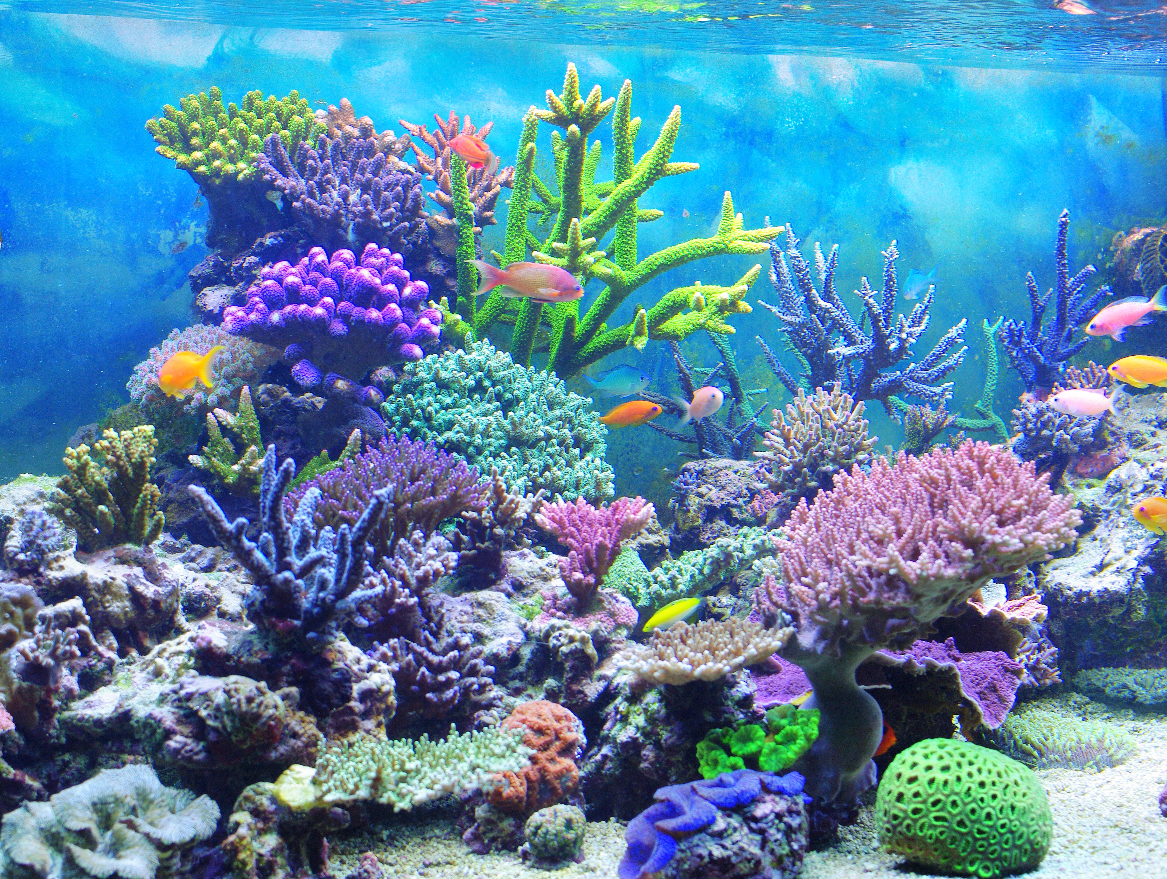 珊瑚之海
