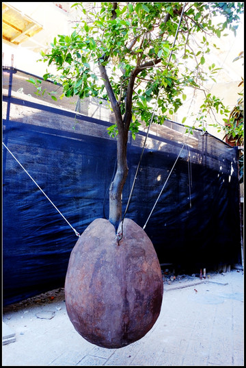 古城老街里的一颗"无根桔子树".