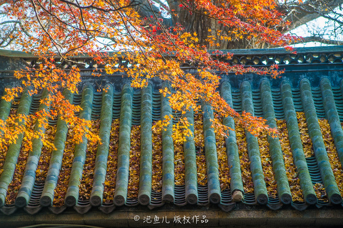 山东 探访崂山太清宫 揭秘崂山道士穿墙术 - 青