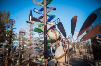 瓶子树生长在哪 100u0k000000ccrrx1542_C_350_230.jpg