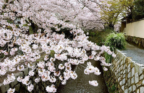 大阪京都 樱花季来吃吃吃 - 近畿地方游记攻略